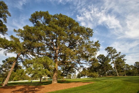 Ike Tree Courtesy of SI